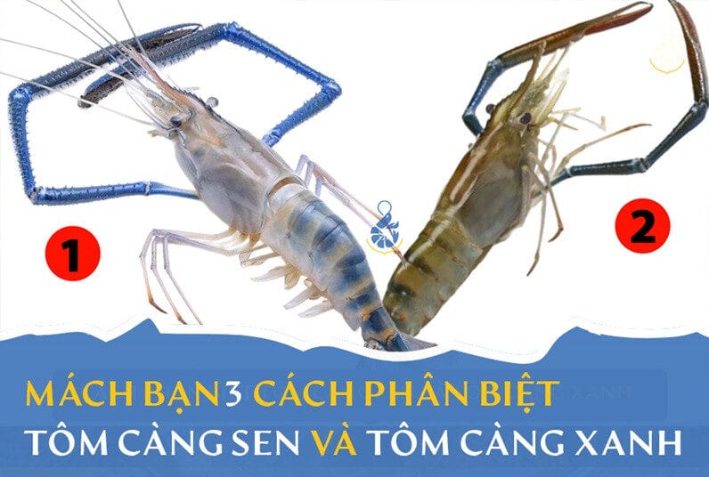 3 cách phân biệt tôm càng sen và tôm càng xanh