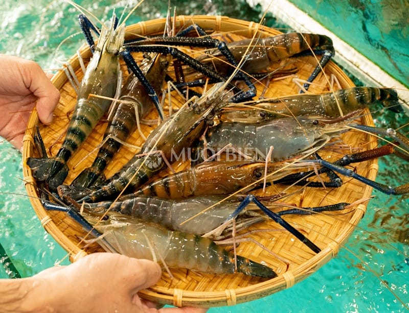 Tôm càng sen là gì