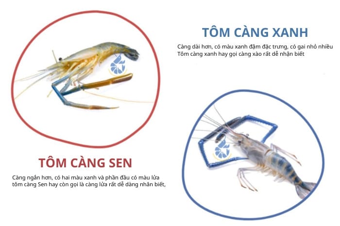 Cách nhận biết tôm càng sen và tôm càng xanh