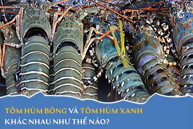 Tôm hùm bông và tôm hùm bông khác nhau như thế nào?