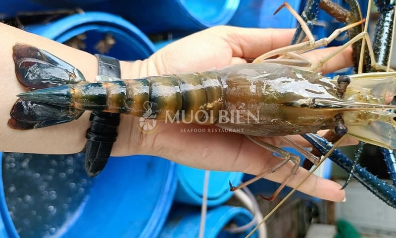 Các bước chuẩn bị