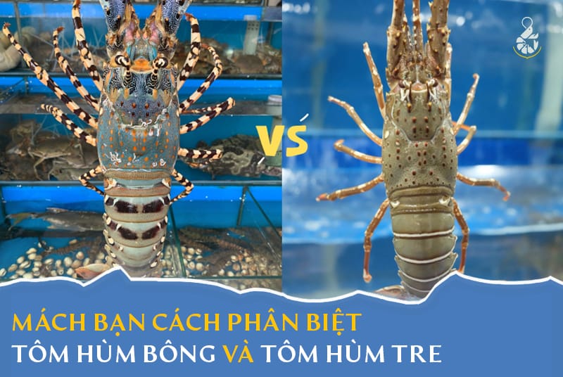 Cách phân biệt tôm hùm bông và tôm hùm tre