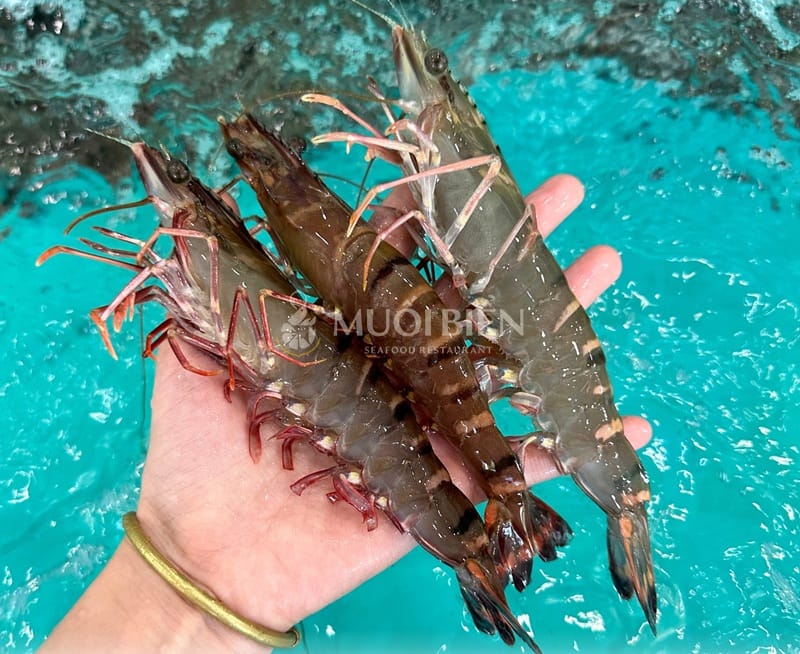 Bí quyết chọn tôm sú tươi ngon
