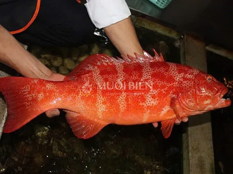 giá cá mú đỏ giá cá mú đỏ