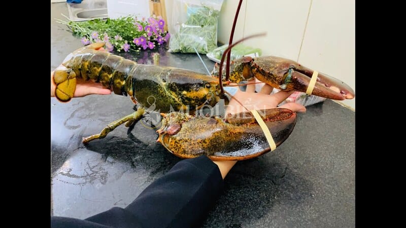 cách hấp tôm Alaska ngon