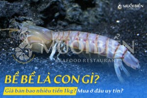 Con bề bề là con gì Có giống tôm tít không