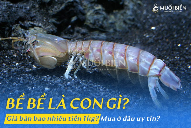 Con bề bề là con gì Có giống tôm tít không