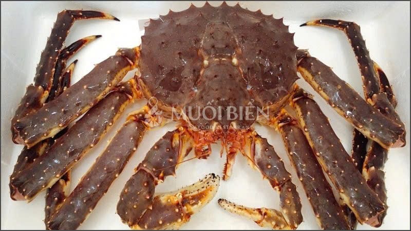 cua hoàng đế giá bao nhiêu 1kg cua hoàng đế giá bao nhiêu 1kg