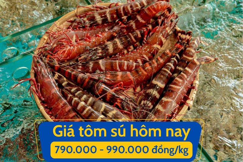 Giá tôm sú hôm nay