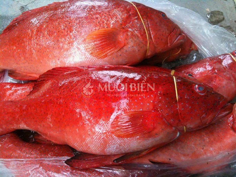 giá cá mú đỏ giá cá mú đỏ