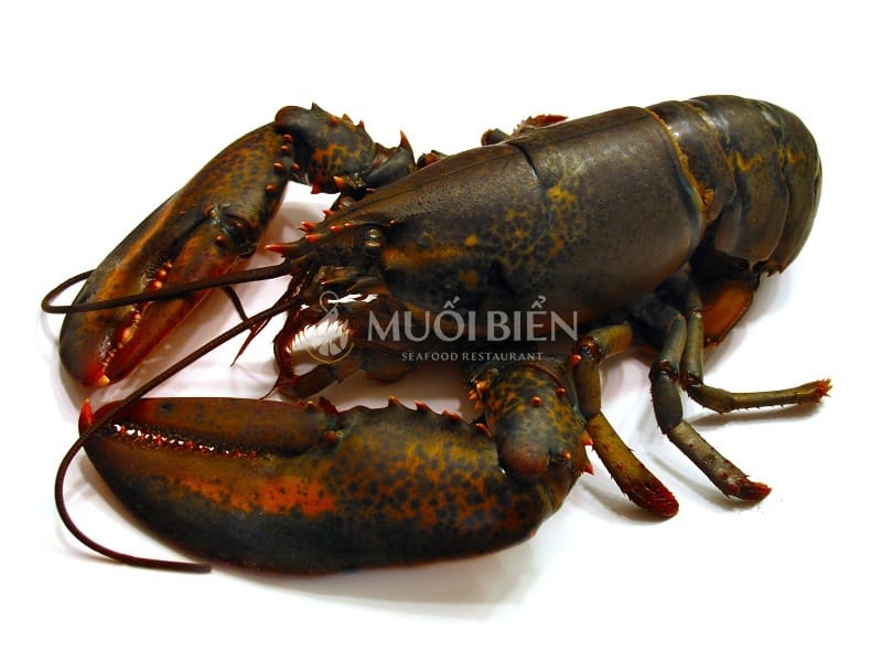 chế biến tôm hùm Alaska