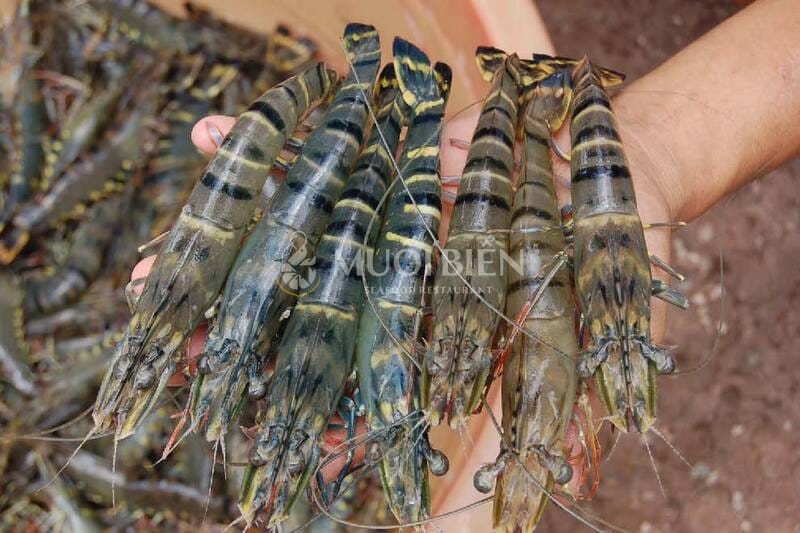 nhà hàng chế biến tôm sú Đà Nẵng