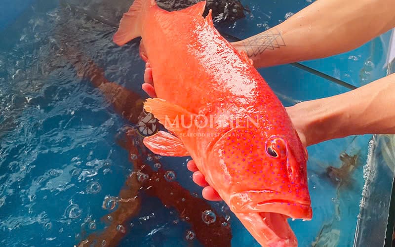 cá mú đỏ cá mú đỏ nấu lẩu