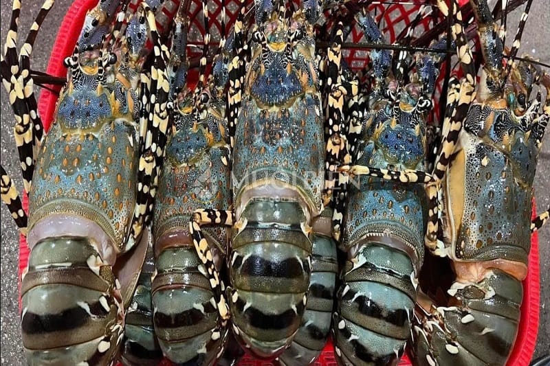 Địa chỉ mua tôm hùm bông