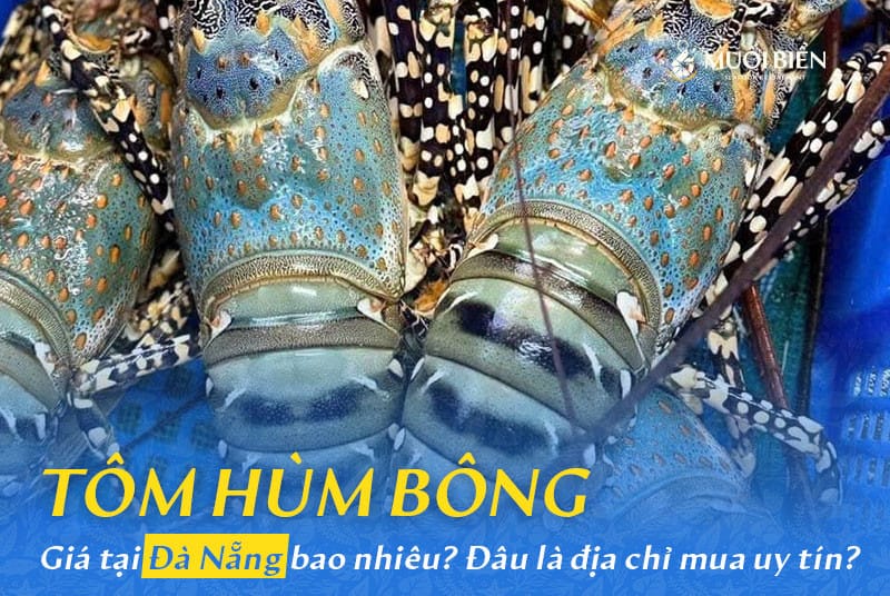 giá tôm hùm bông Đà Nẵng