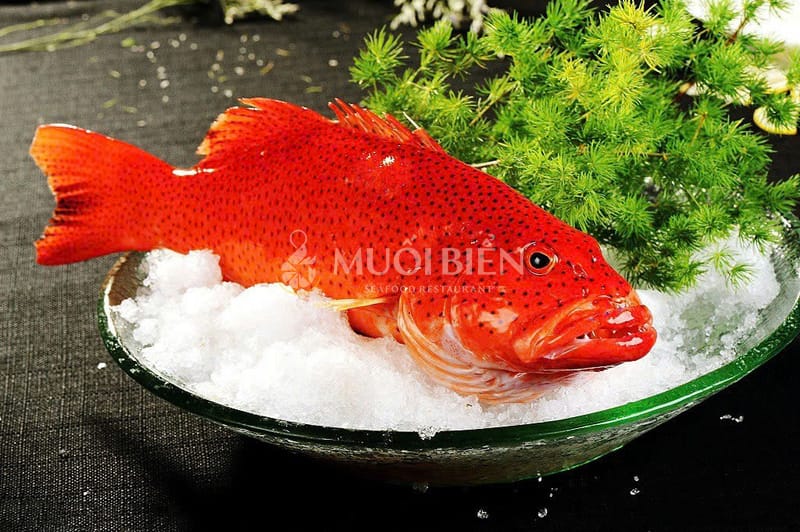 cá mú đỏ cá mú đỏ sashimi
