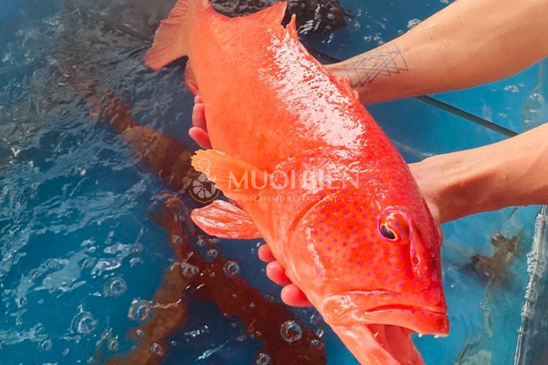 Cách lựa chọn cá mú đỏ tươi ngon cá mú đỏ hấp xì dầu