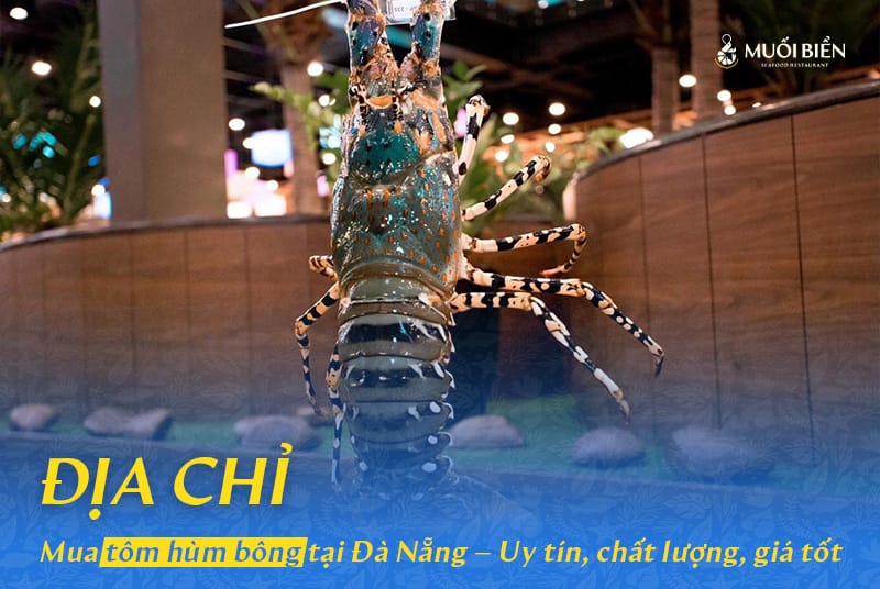 Địa chỉ mua tôm hùm bông