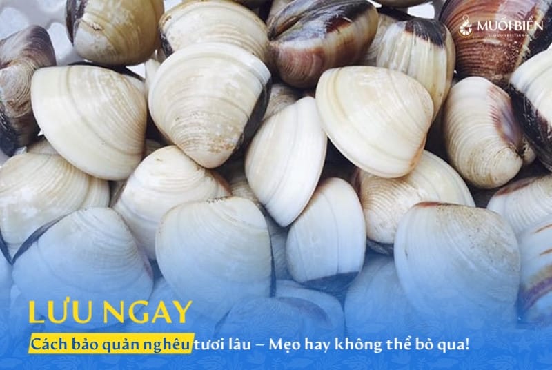 Cách bảo quản nghêu