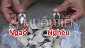 Giải đáp cụ thể con ngao và con nghêu có giống nhau không?