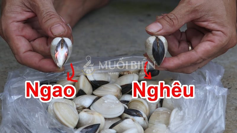 Cách phân biệt con ngao và con nghêuCách phân biệt con ngao và con nghêu
