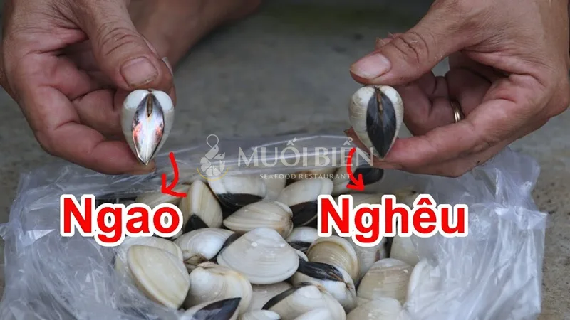 Giải đáp cụ thể con ngao và con nghêu có giống nhau không?