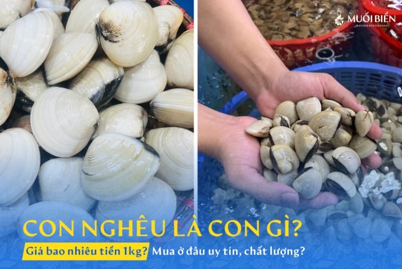 Con nghêu là con gì
