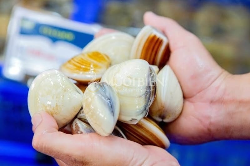 con nghêu là con gì Con nghêu là con gì