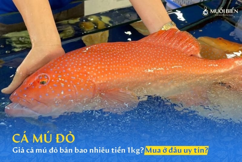 Giá cá mú đỏ