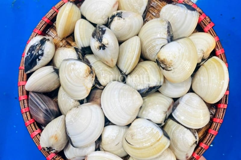nghêu trắng nghêu trắng