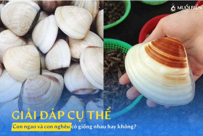 con ngao và con nghêu