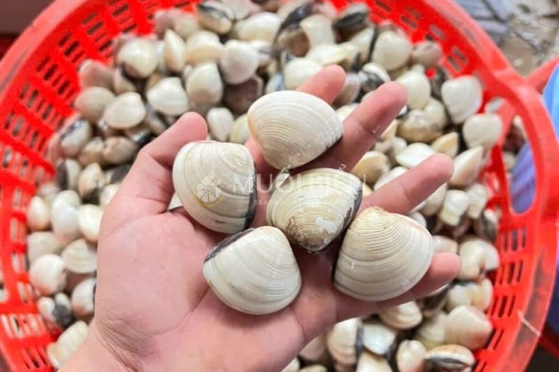 hàm lượng dinh dưỡng của nghêu ăn nghêu nhiều có tốt không