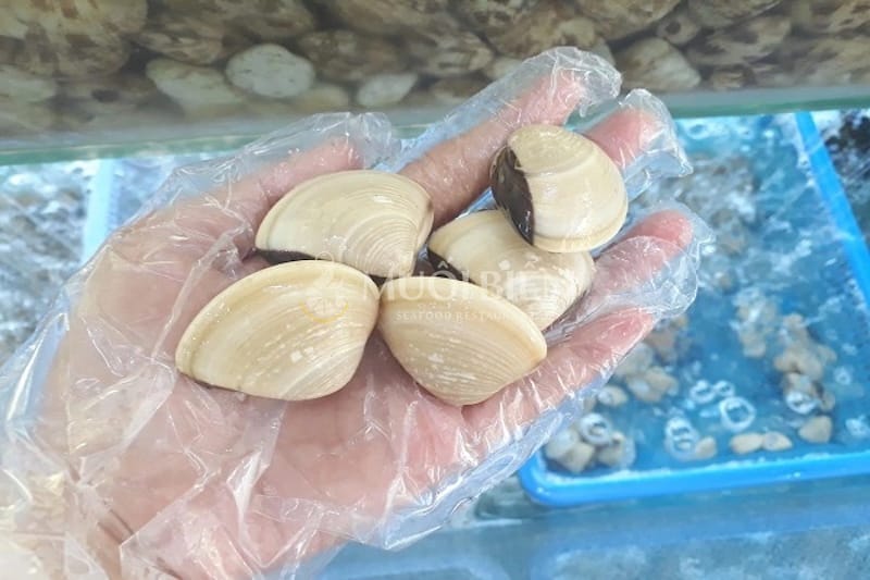mẹo chọn nghêu tươi sống ăn nghêu nhiều có tốt không