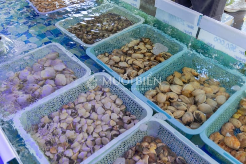 Địa chỉ mua nghêu tươi sống, đảm bảo chất lượng nghêu trắng
