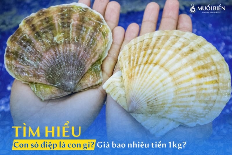 Con sò điệp là con gì? Giá bao nhiêu tiền 1kg?