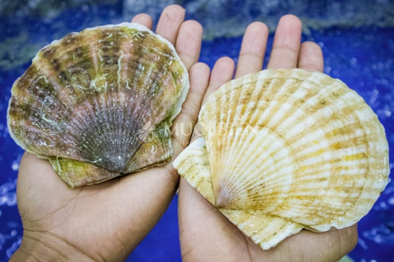 Con sò điệp là con gì Con sò điệp