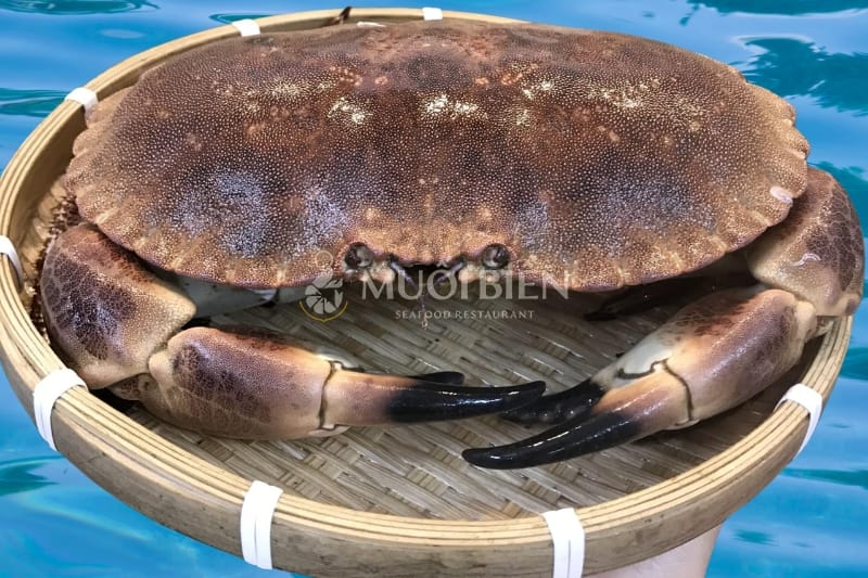 cua nâu Nauy Cua nâu Nauy
