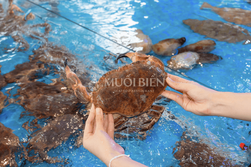Cua nâu Nauy tươi sống tại Muối Biển Seafood Restaurant cua nâu Nauy