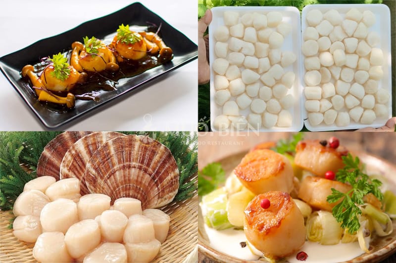 giá sò điệp sò điệp bao nhiêu tiền 1kg