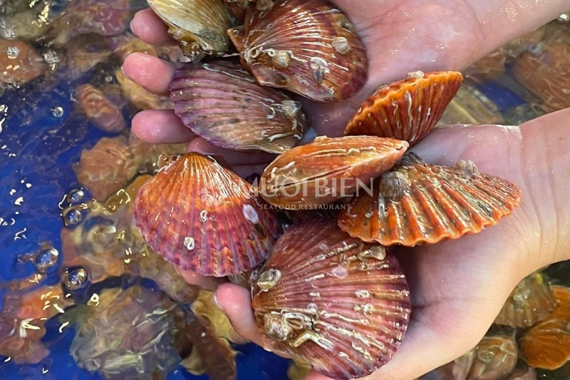 giá trị dinh dưỡng của sò điệp đỏ sò điệp đỏ