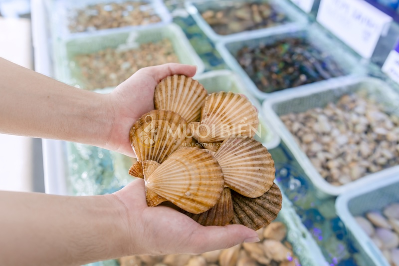 sò điệp tươi sống tại Muối Biển sò điệp bao nhiêu tiền 1kg