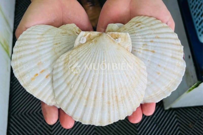 Sò điệp Nhật Sò điệp Nhật