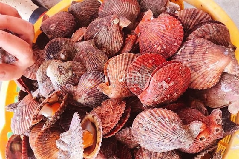 sò điệp đỏ sò điệp đỏ