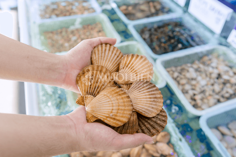 Sò điệp tươi sống tại Muối Biển Seafood Restaurant con sò điệp