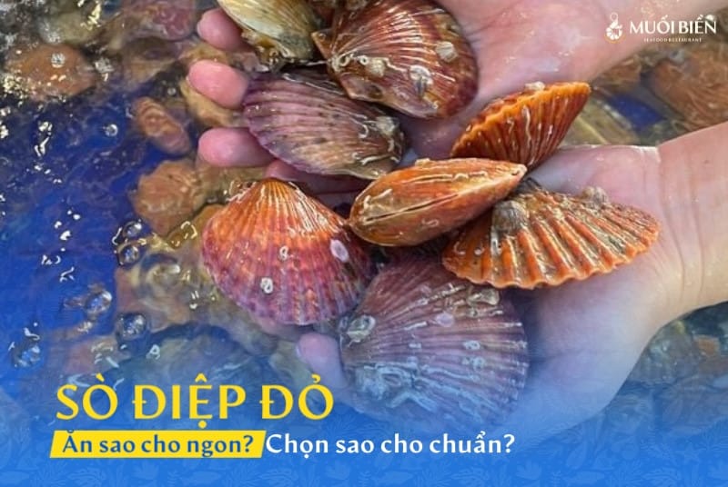Tìm hiểu về sò điệp đỏ: Ăn sao cho ngon, chọn sao cho chuẩn?
