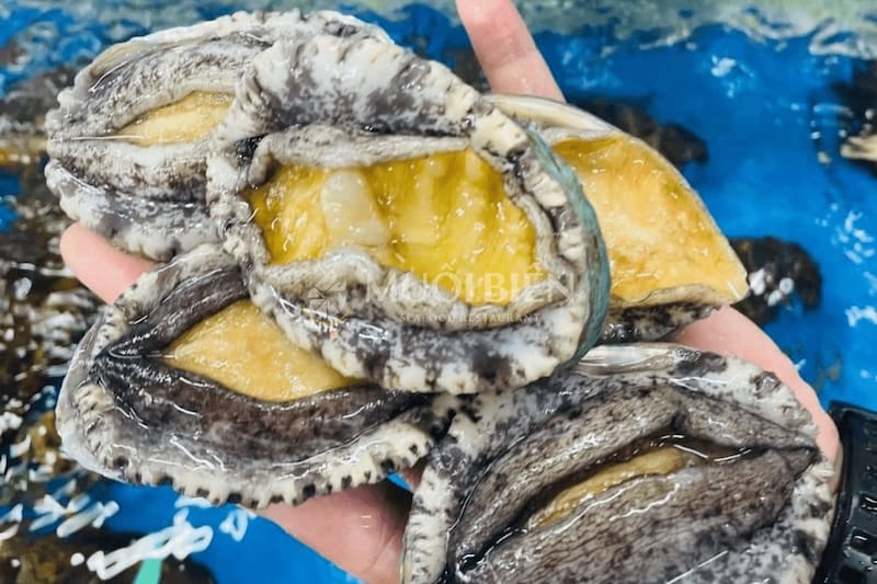 bào ngư bao nhiêu 1kg