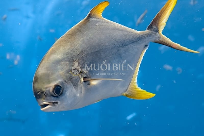 Cá chim tươi sống tại Muối Biển cá chim hấp bia