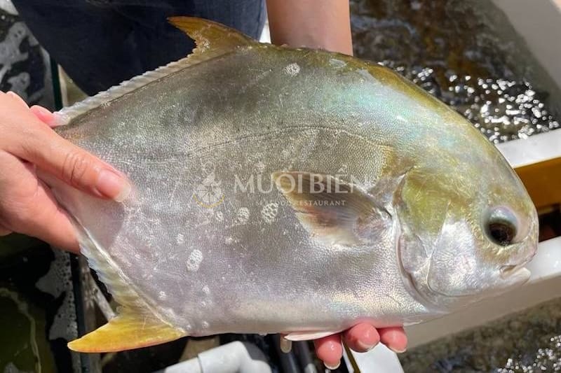 bầu ăn cá chim được không bầu ăn cá chim được không
