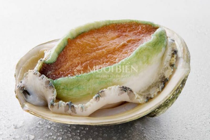 bào ngư Úc viền xanh bào ngư Úc viền xanh