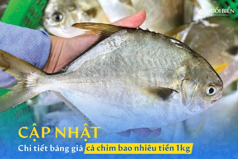 Cập nhật chi tiết bảng giá cá chim bao nhiêu tiền 1kg